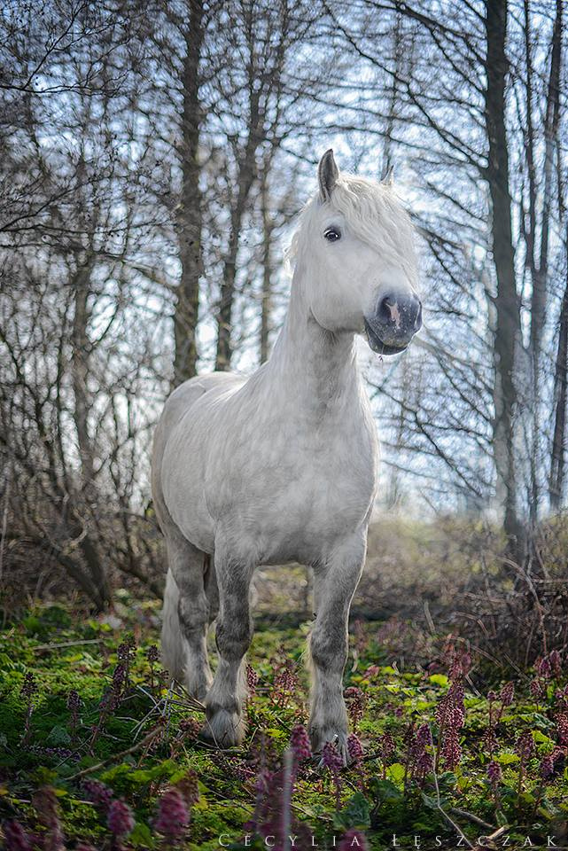 Kuba, Polish Draft horse